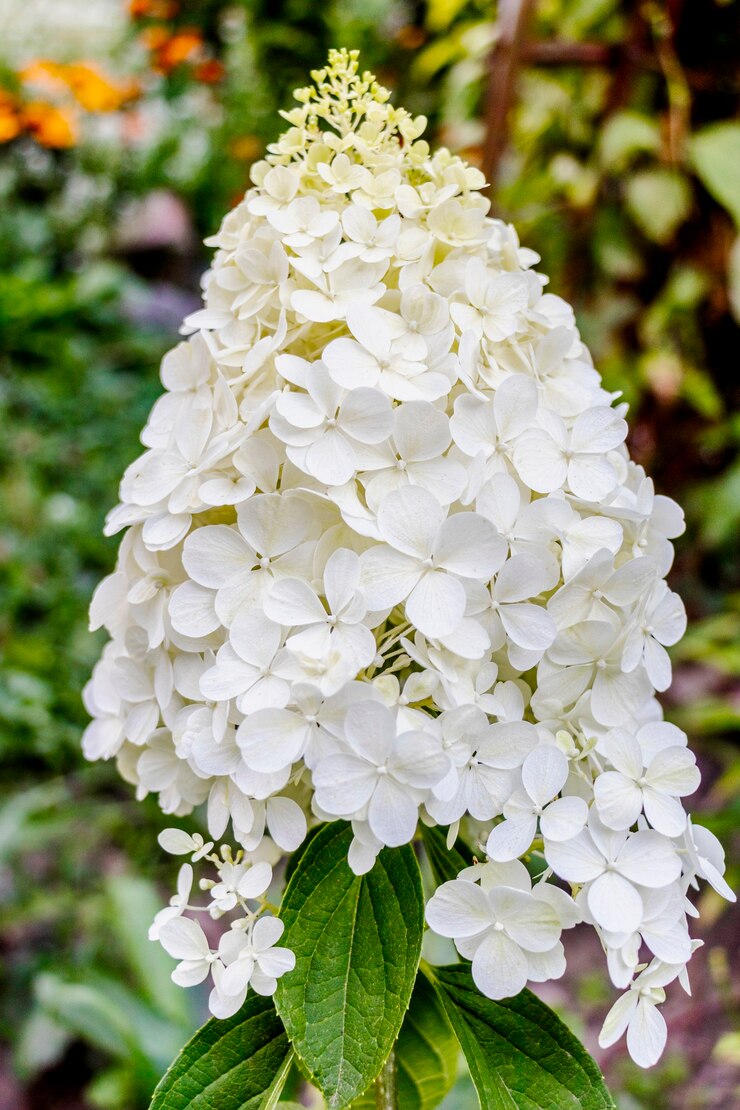 Кустарник кустовой гортензии 'Annabelle' (Hydrangea Arborescens). Аннабель Гортензия в саду.