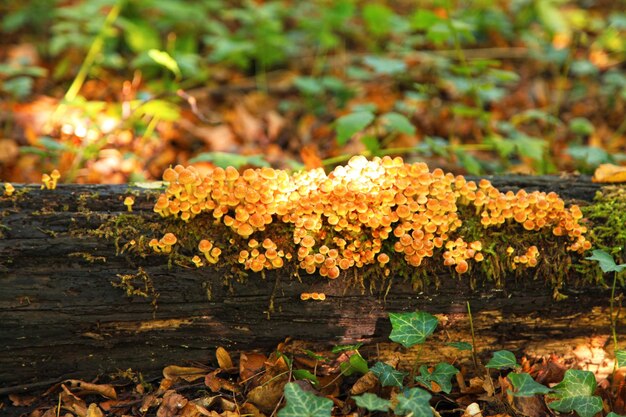 Clustered woodlovers growing on a tree trunk in the woods