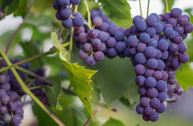 Clusters of black grapes of the Isabella variety on the vine