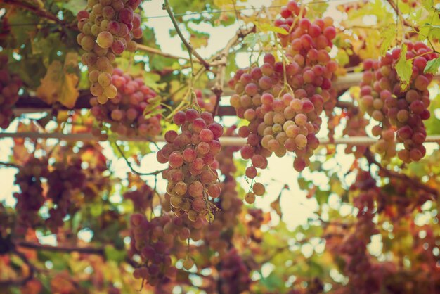 庭の農業ヴィンテージ有機自然背景で成長している新鮮な熟した甘いブドウのクラスター