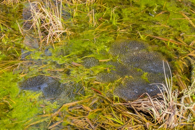 clusters of frog spawn