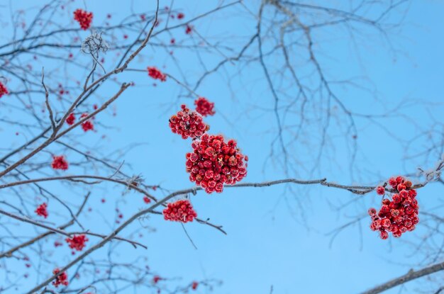 Clusters of mountain ash in winter against the sky