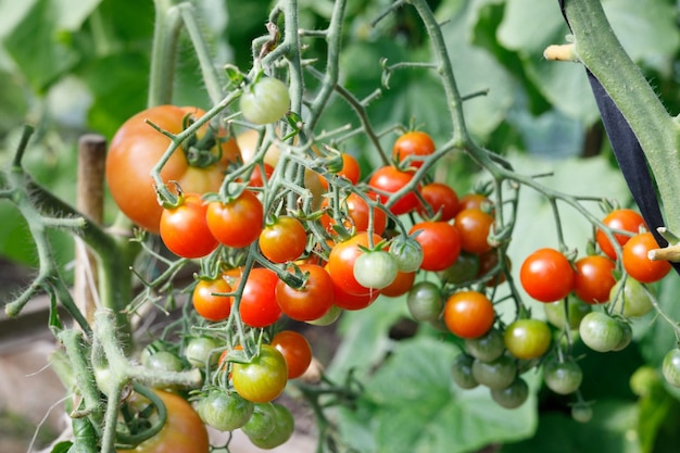 Clusters of red cherry tomatoes