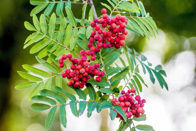 Clusters red rowan on the bush among the green leaf