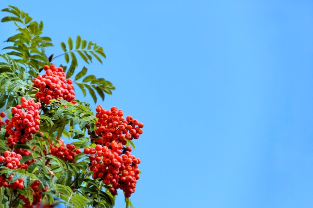 Clusters of red rowan trees against a blue sky