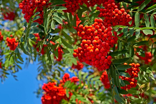 Clusters of rowan berries on the branches against the background of a blue sunny sky