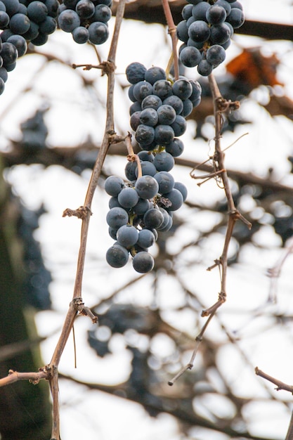 Photo clusters of spoiled rotten grapes hang on a bush near a rusty fence in autumn