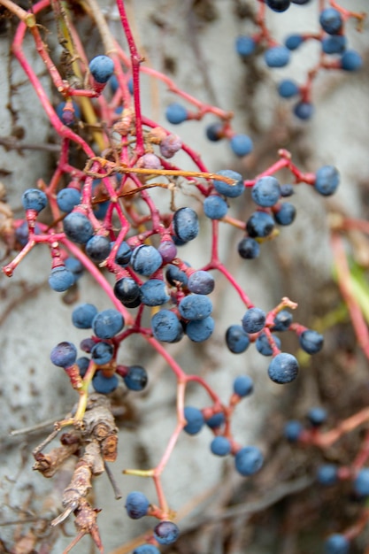 Clusters of spoiled rotten grapes hang on a bush near a rusty fence in autumn