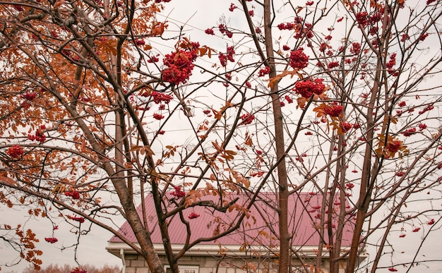 Clusters van rijpe lijsterbes met gele herfstbladeren tegen de achtergrond van het rode dak