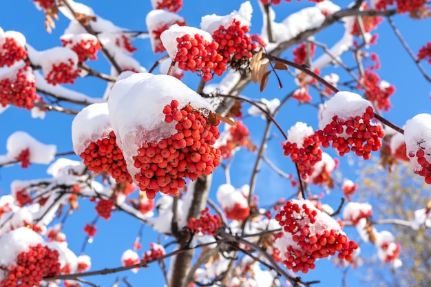 Clusters van rode lijsterbes bedekt met de eerste sneeuw tegen de blauwe lucht Natuurlijke achtergrond