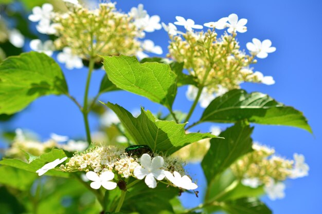 clusters of white flowers of viburnum with green beetle isolated with blue sky on background
