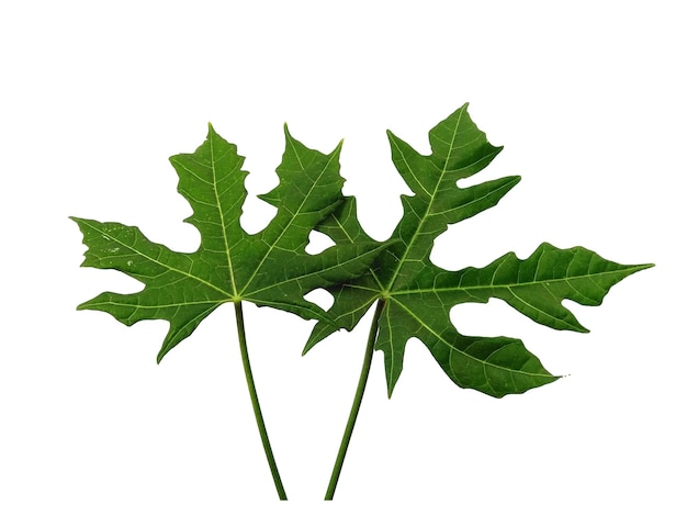 Cnidoscolus aconitifolius leaf Isolated on white background