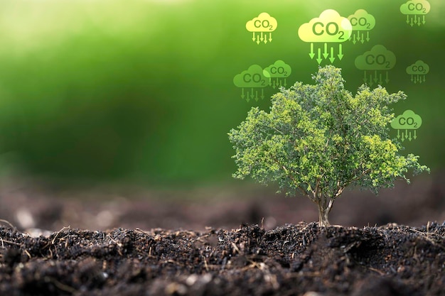 CO2-reducerend pictogram met boom op groene achtergrond voor het verminderen van de CO2-koolstofvoetafdruk en koolstofkrediet om de opwarming van de aarde door klimaatverandering te beperken Bio Circulair Green Economy-concept