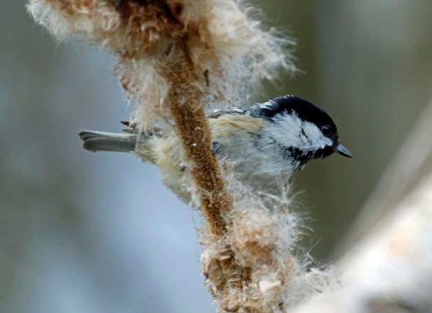 Coal tit collecting seeds from a bullrush seed head