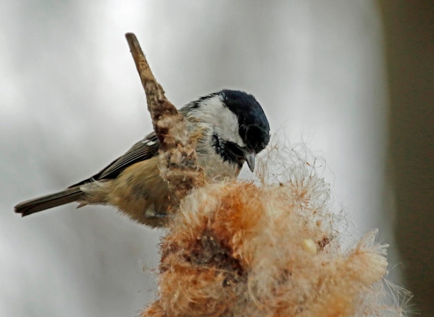 Coal tit collecting seeds from a bullrush seed head