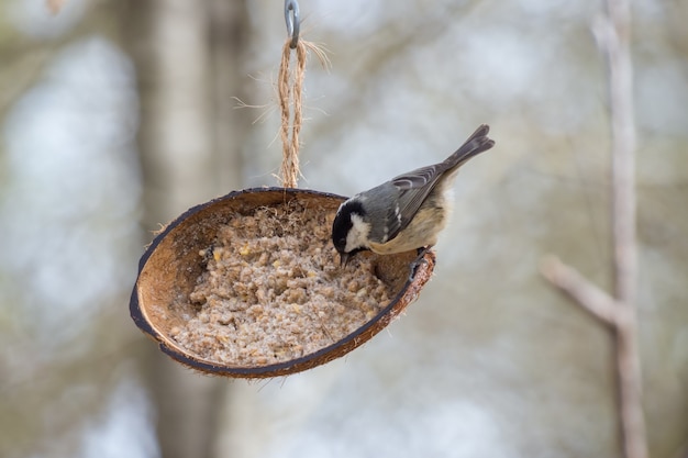 Photo coal tit eating from a coconut shell