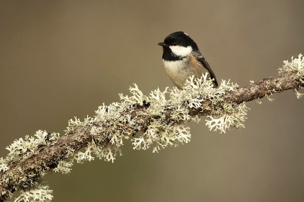 Coal tit in a EuroSiberian oak and beech forest at first light in the morning