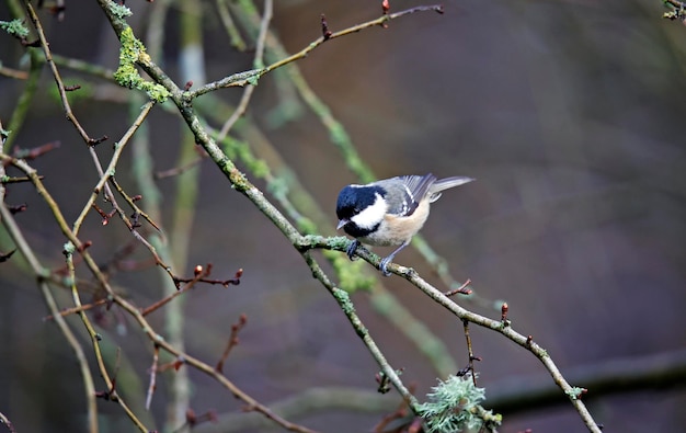 Coal tit perched on an old tree stump