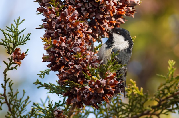 Coal tit Periparus ater The bird moves along the branches of thuja and eats seeds