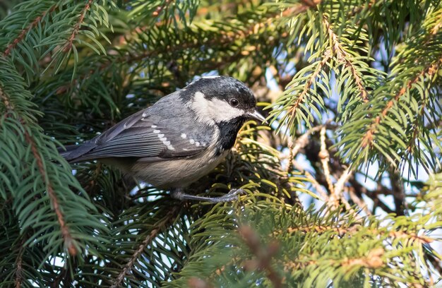 Coal tit Periparus ater The bird sits on a spruce branch