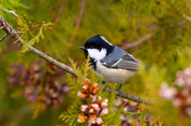 Coal Tit Periparus ater Coal Titmouse 새가 thuja의 가지에 앉아 있습니다.