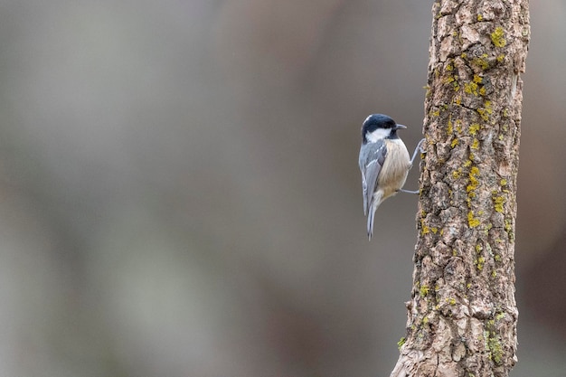 Угольная синица (Periparus ater) Леон, Испания