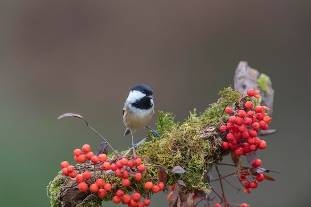 Coal tit (Periparus ater) 레온, 스페인