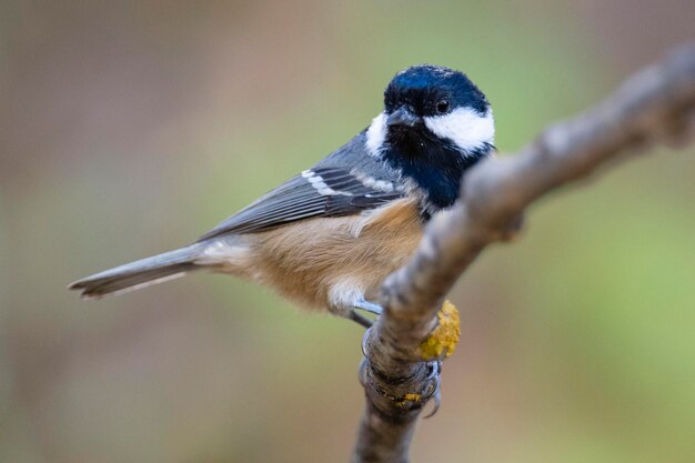 Угольная синица Periparus ater Malaga Испания