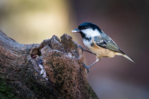 Photo coal tit periparus ater perched on a tree