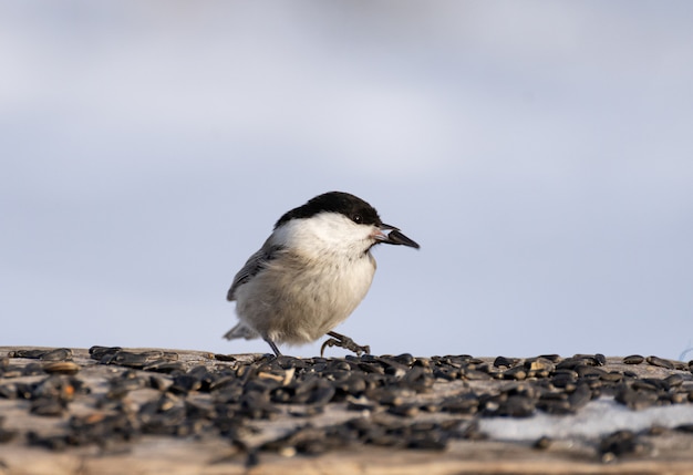 種子を食べて地面に立つシジュウカラ