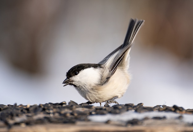 種子を食べて地面に立つシジュウカラ