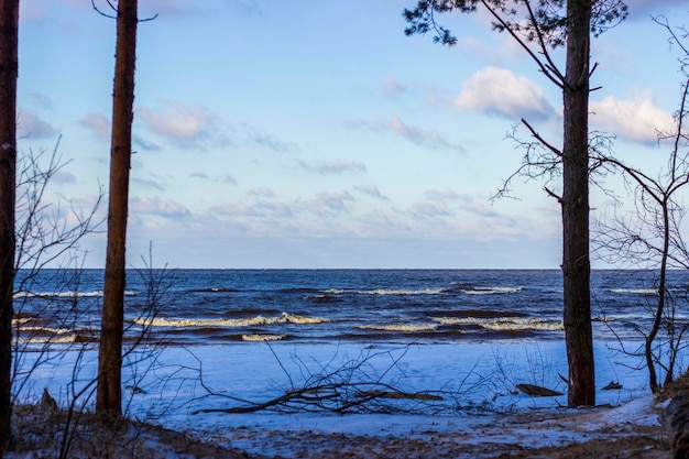 The coast of the baltic sea in latvia pine forest in\
winter