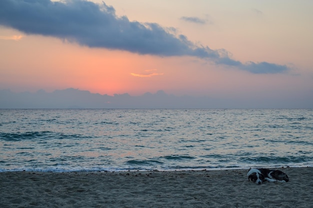 사진 해안 이른 아침 개는 해변에서 자고 그리스