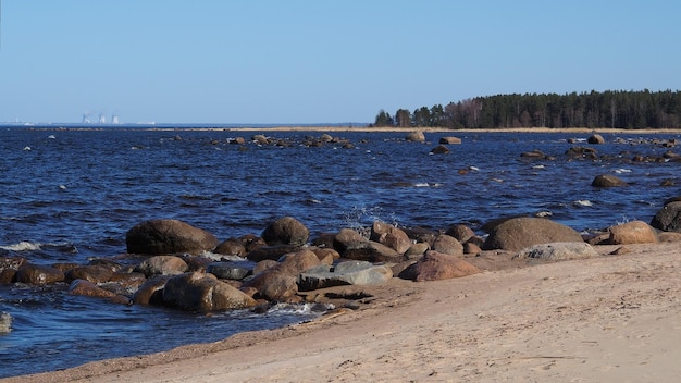 핀란드 만 해변의 해안은 수평선 레닌그라드 지역에 바다와 소나무 숲을 돌로 만듭니다.