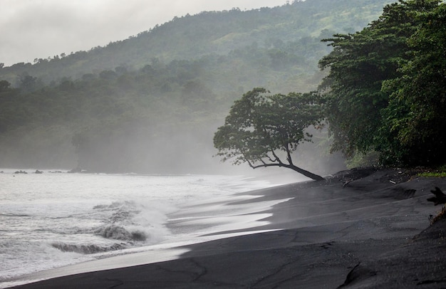 Coast of the island of Sulawesi Waves and black sand A tropical forest Indonesia