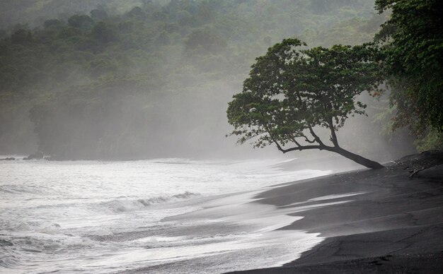 Costa dell'isola di sulawesi onde e sabbia nera una foresta tropicale indonesia