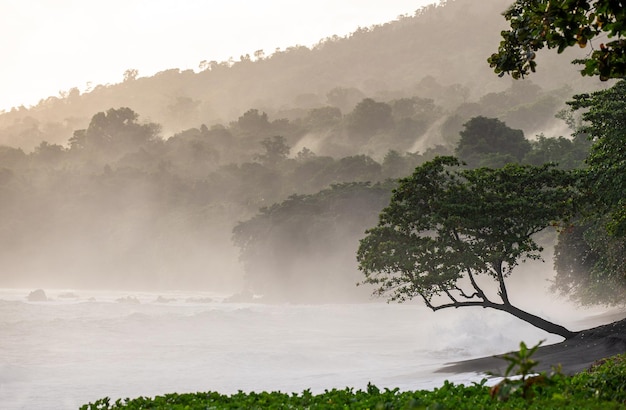 Coast of the island of Sulawesi Waves and black sand A tropical forest Indonesia