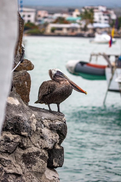 Photo coast in puerto ayora on santa cruz island of galapagos islands ecuador south america