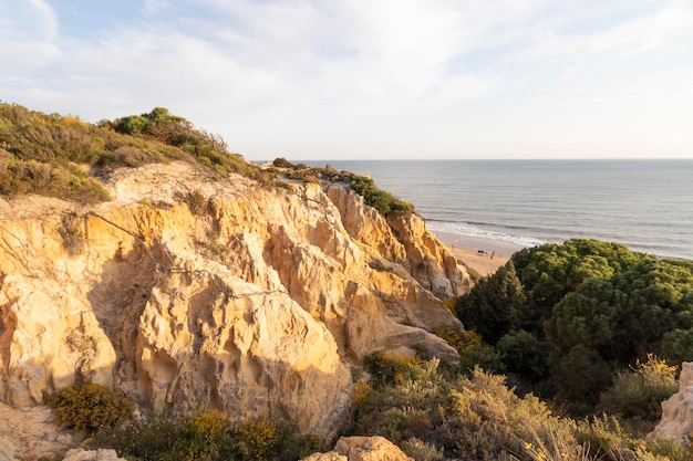 Photo coast with cliffs, dunes, pine trees, green vegetation. concept of the best beaches.