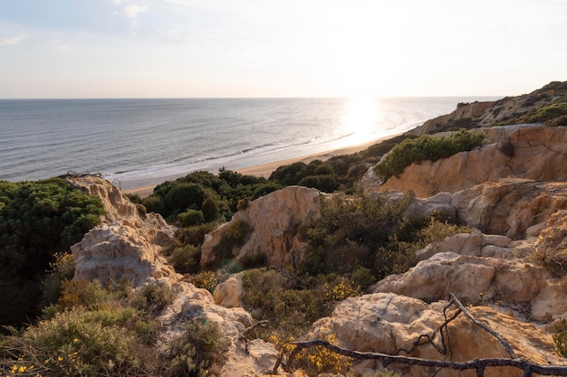 Coast with cliffs, dunes, pine trees, green vegetation. Concept of the best beaches.