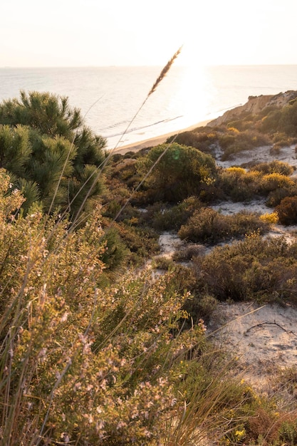 Photo coast with cliffs dunes pine trees green vegetationthe most beautiful beach in spain