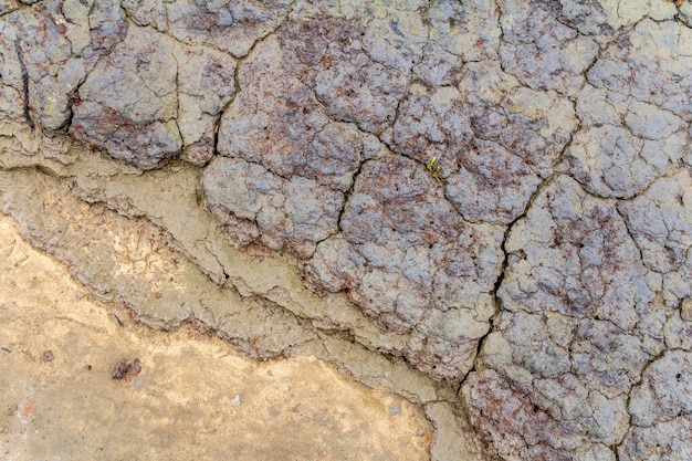 coastal closeup