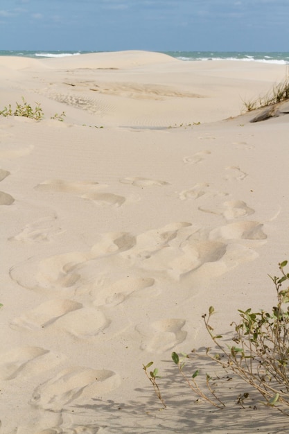 Coastal dunes of South Padre Island, TX.