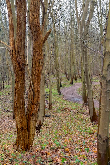 coastal forest scenery