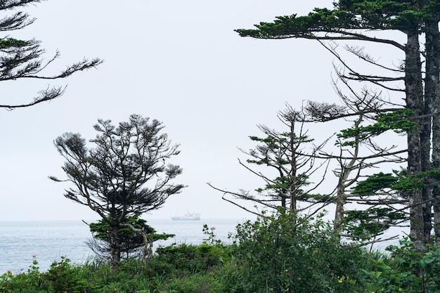 Coastal forest with dwarf pines on the Pacific coast Kuril Islands