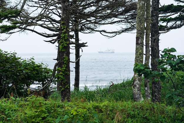 Coastal forest with lianas on the Pacific coast Kuril Islands