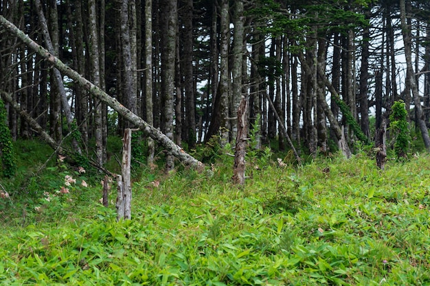 Foresta costiera con frangivento e sottobosco di bambù nano sulle isole curili della costa del pacifico