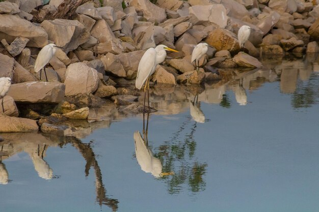 Coastal Harmony Egrets Amidst Rocks and Water