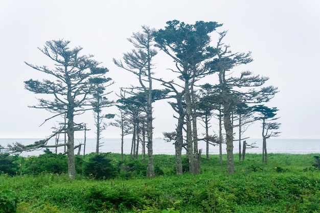 바람에 휘어진 삼림이 있는 쿠나시르 섬의 해안 풍경