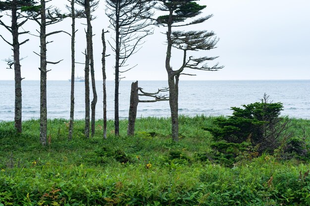 Coastal landscape of Kunashir island with woodlands curved by the wind